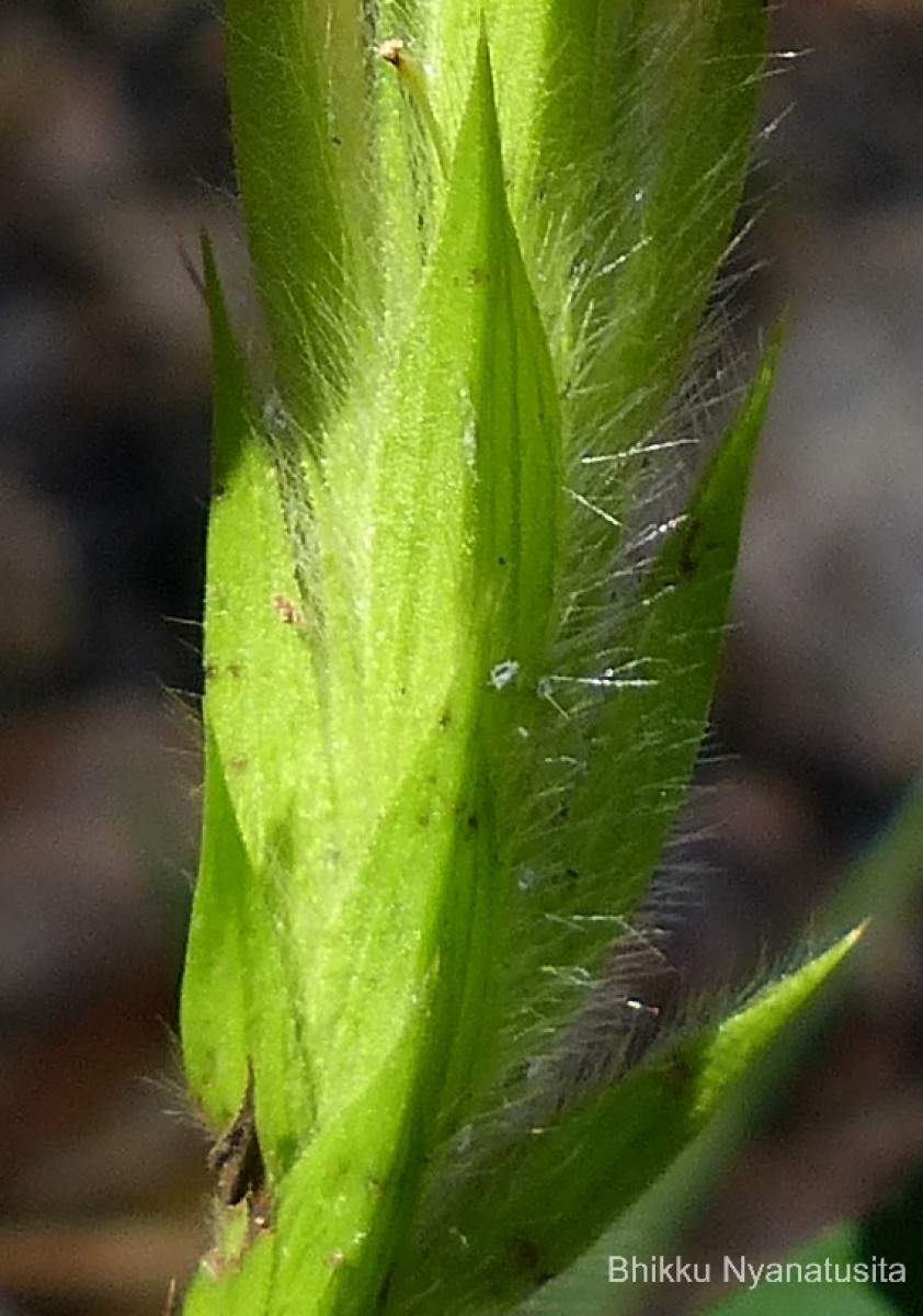 Crossandra infundibuliformis (L.) Nees